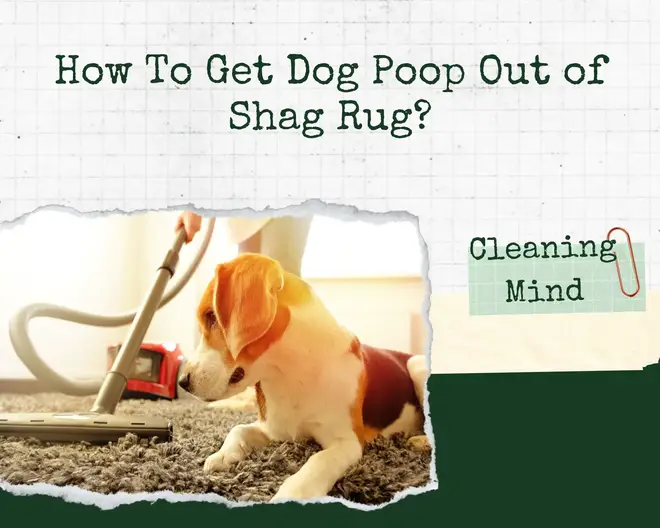 How To Get Dog Poop Out of Shag Rug?